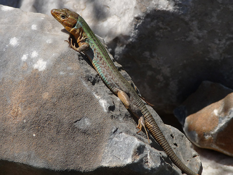 Dal Peloponneso: Podarcis peloponnesiacus